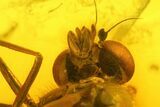 Detailed Fossil Caddisfly and Five Flies in Baltic Amber #142247-4